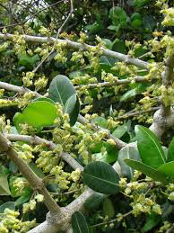 Image result for Garcinia livingstonei