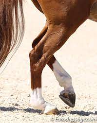 This part of the injury is the part that during buns' 30 day check up it was noted that another tendon had not yet started to take the place of the injured one. Study On Link Between Extended Trot And Suspensory Ligament Injuries