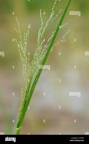 Image result for Panicum schinzii