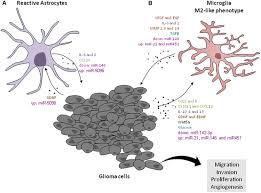 Despite increased awareness, there are some cancer types that continue to gain ground and contribute to the cancer increase: Frontiers Microglia Astrocytes Glioblastoma Crosstalk Crucial Molecular Mechanisms And Microenvironmental Factors Cellular Neuroscience
