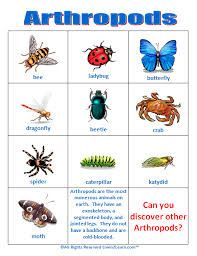 Arthropods Chart Www Loving2learn Com Animals Life