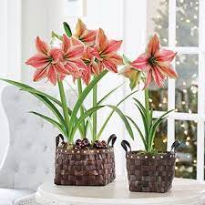 Amaryllis Bulb Gifts The Most Popular Holiday Gift Plant Jackson Perkins Bulb Flowers Amaryllis Bulbs Christmas Plants Gifts