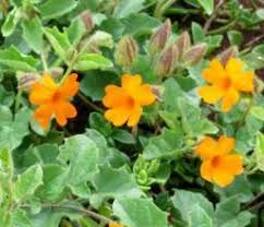 Image result for Thunbergia dregeana