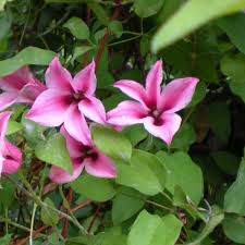 That is a beautiful duchess of albany for sure. Powojnik Duchess Of Albany Clematis Duchess Of Albany Sklep Floramis Pl