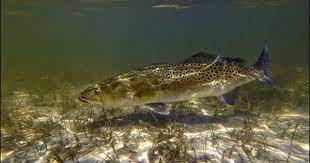 Speckled Trout Trout Trout Fishing Inshore Fishing