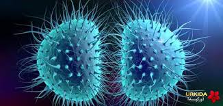 التهاب السحايا Meningitis أوركيدا Urkida