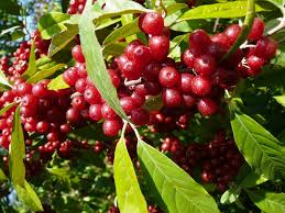Autumn Olives Autumn Olive Edible Landscaping Fruit