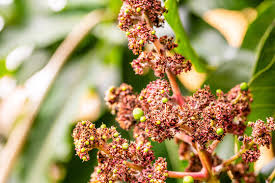 Image result for Anacardiaceae