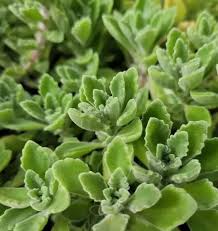 Image result for Coleus neochilus