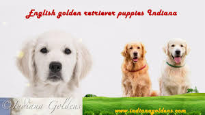 I first began breeding golden retriever dogs in 2017 because i enjoyed raising dogs. English Golden Retriever Indiana Goldens By Indianagoldensllc Issuu