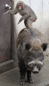 Pin Em Animal