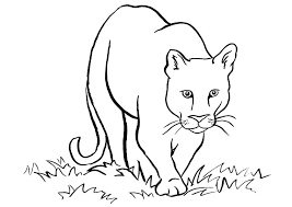 Search through more than 50000 coloring pages. American Cougar Coloring Page Free Printable Coloring Pages For Kids