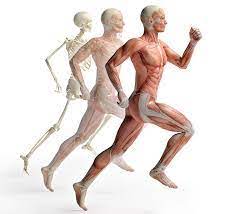 10 muskelsmerter. Hold muskler knogler i balance