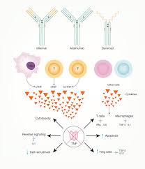 Image result for Infliximab