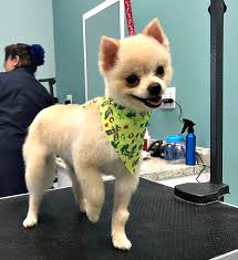 Resources for pet dog and cat groomers and stylists including products, schools, mobile vans and trailers, equipment, tables, tubs, home study and more. Pet Grooming In Louisville Ky Hurstbourne Animal Hospital
