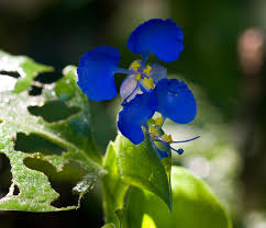 Image result for Commelina nyasensis