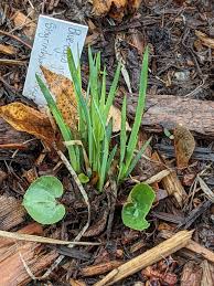 Image result for Neorautanenia