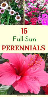 15 Full Sun Perennials For Your Garden Natalie Linda Full Sun Plants Full Sun Perennials Full Sun Flowers
