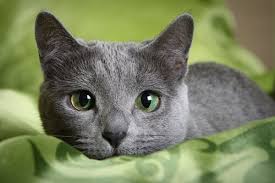 If he doesn't like the way a child is playing, he will simply run and hide. Get To Know The Russian Blue Cat