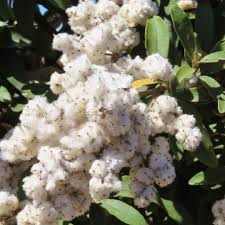 Image result for Tarchonanthus camphoratus