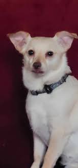 Beautiful and loving Bella looking for home ..