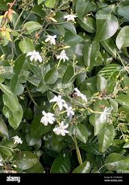 Image result for Jasminum fluminense