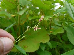 Image result for Alysicarpus glumaceus