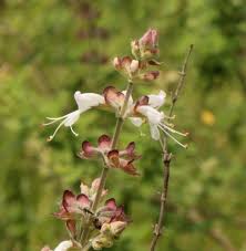 Image result for Syncolostemon elliottii
