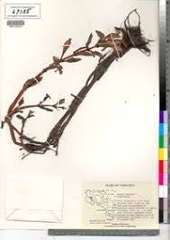 Image result for Bergia capensis