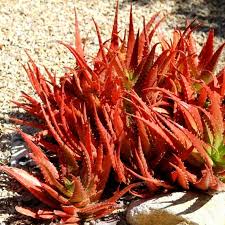 Image result for Aloe carnea