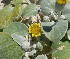 Image result for Erlangea remifolia