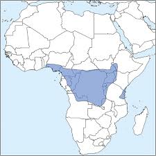 Image result for Whitfieldia brazzae