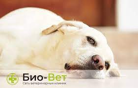 lechenie rvoty beloj penoj u sobak