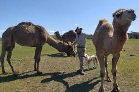It makes me think of summer. Solo Camel Adventurer Resumes Trek After Leaving Quarantine In Tasmania Abc News