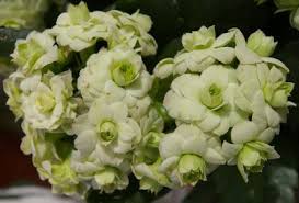 Queen Series Of Kalanchoe Paris
