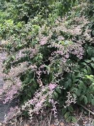 Image result for Congea