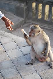 Also many states do regulate pet monkeys and some ban them altogether. Bali S Thieving Monkeys Will Return Your Stolen Items For A Price Animal Behaviour Earth Touch News