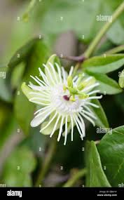 Image result for Tridactyle tricuspis