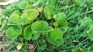 Image result for Centella asiatica