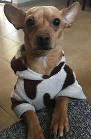 Chihuahua Color Miel Chihuahua Colors Chihuahua Bulldog