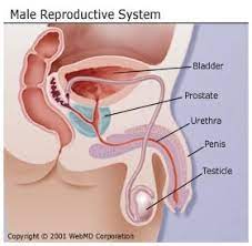 The organs of the male reproductive system include the external genitalia, the penis, and scrotum, within which are contained the testes and an initial section of the vas deferens. The Male Reproductive System Organs Function And More