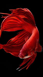 Pin De Cesar Garcia En Spanish Peces De Colores Pez Beta Pez Betta