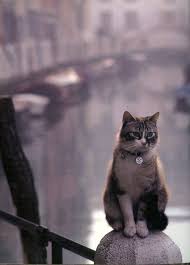 Cats From Venice Italy Cat City Cats Cute Cats Photos