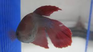 12 types of betta fish. 15 Common Betta Fish Diseases With Photos Prevention And Treatment Pethelpful By Fellow Animal Lovers And Experts