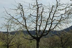 Obwohl der apfelbaumschnitt zu jeder jahreszeit schneiden sie einen älteren schattenbaum nicht in einer saison auf die größe eines fruchttragenden. Anleitung Zum Obstbaumschnitt Nabu