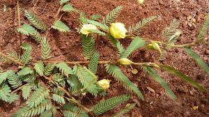 Image result for Chamaecrista absus