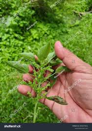 Image result for Acalypha lanceolata
