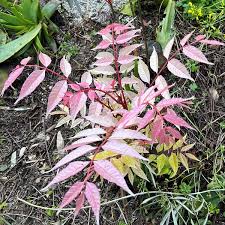 Image result for Toona