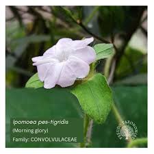Image result for Ipomoea pes-tigridis