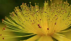 If you'd like to make amendments to your order such as the delivery date, get in contact with appleyard flowers by calling 020 3696 1136 as soon as possible. Yellow Flower Photograph By Shirley Stevenson Wallis